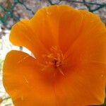 Eschscholzia caespitosa Blomst