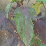 Hibiscus acetosellaBlad