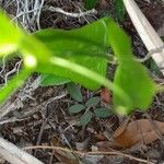 Smilax laurifolia Fuelha