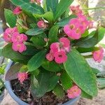 Euphorbia miliiᱥᱟᱠᱟᱢ