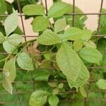 Aegle marmelos Hoja