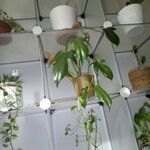 Philodendron panduriforme 葉