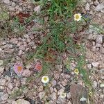 Erigeron karvinskianus 整株植物