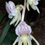Epipogium aphyllum Flor