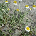 Anthemis tomentosa Leaf