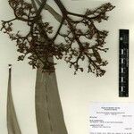 Hortia longifolia ᱮᱴᱟᱜ