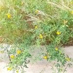 Crotalaria goreensis Habit