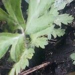 Geum aleppicum Leaf