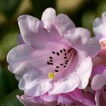 Rhododendron × planetum Floare