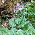 Primula matthioli Květ