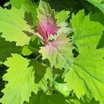 Chenopodium giganteum পাতা