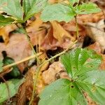 Rubus hispidus Bark