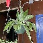 Kalanchoe gastonis-bonnieri Ліст