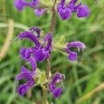 Salvia pratensisFlower