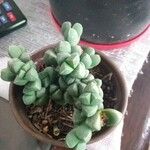 Gibbaeum petrense Hostoa