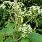 Clibadium surinamense Habit