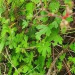 Geranium aculeolatum Leaf