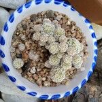 Mammillaria gracilis葉