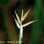 Carex pauciflora Anders