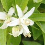 Citrus sinensis Blomst