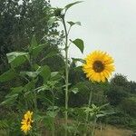 Helianthus annuusFlor