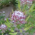 Cleome dodecandra Flor