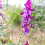 Vicia eriocarpa Blodyn