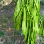 Fraxinus pennsylvanica Ffrwyth