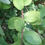 Spiraea douglasii Levél