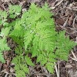 Myrrhis odorata Leaf