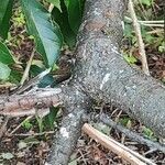 Prunus serotina Bark