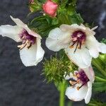 Verbascum blattaria Цвят
