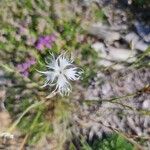 Dianthus arenarius ফুল