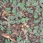 Euphorbia prostrata Folio