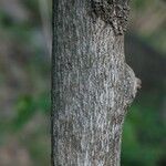 Dombeya acutangula 树皮