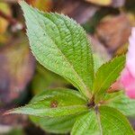 Weigela florida List