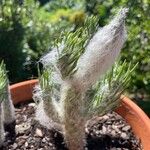 Austrocylindropuntia vestita Leaf