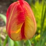 Tulipa grengiolensis Flower