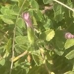 Ononis spinosa Flower