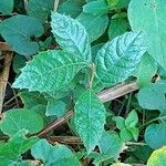 Petiveria alliacea Leaf