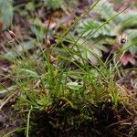 Juncus duthiei Habitat