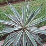 Agave vivipara Foglia