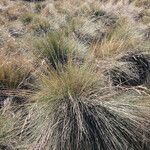 Festuca asplundii 形态