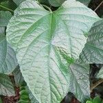 Clerodendrum paniculatum Hoja