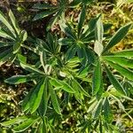 Lupinus luteus Blatt