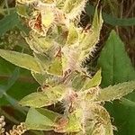 Digitalis lanata Fruit