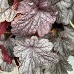 Heuchera sanguinea Hoja