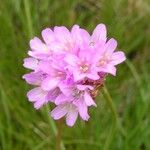 Armeria alpina Other