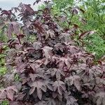 Hibiscus acetosella Feuille