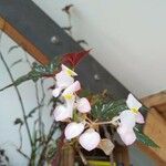 Begonia aconitifolia Blomma